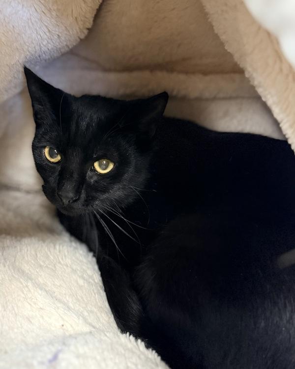 Zebra, Adoptable, Young Male Domestic Short Hair.