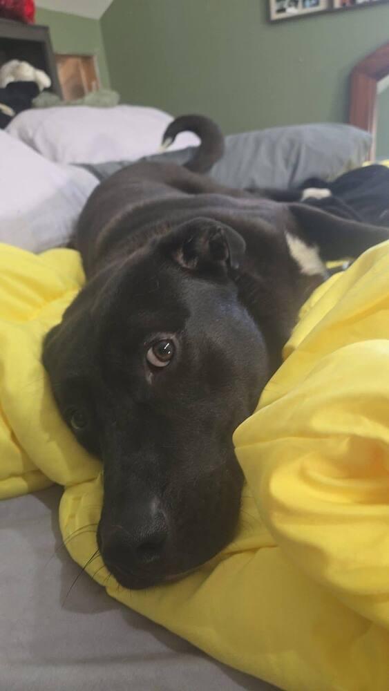 Max, Adoptable, Adult Male Labrador Retriever & Belgian Shepherd / Malinois.