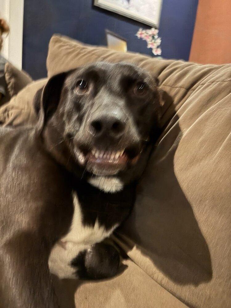 Max, a Adoptable mixed breed in Irwin, PA image 4/6