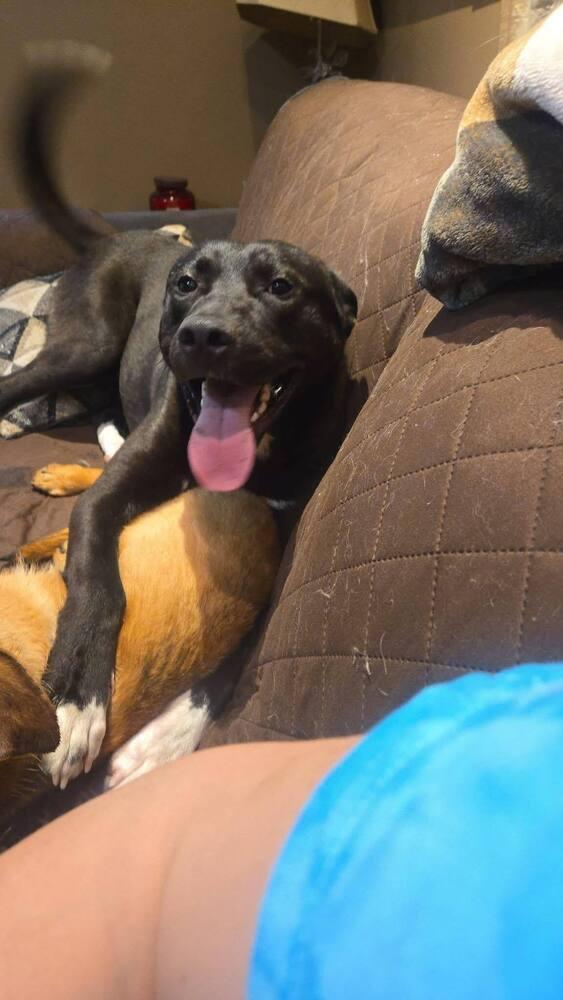 Max, a Adoptable mixed breed in Irwin, PA image 6/6