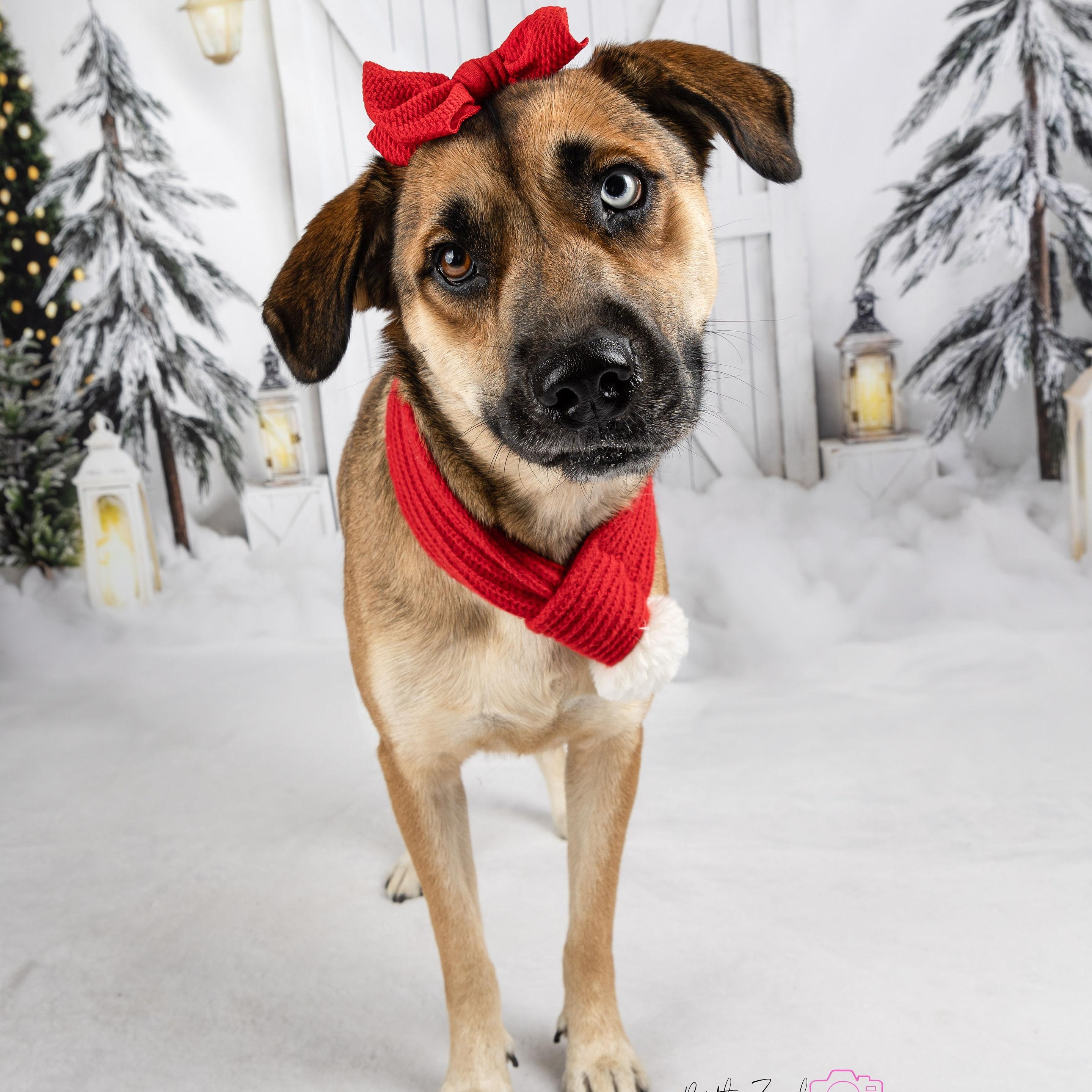 Azula, Adoptable, Adult Female Black Mouth Cur & Labrador Retriever.