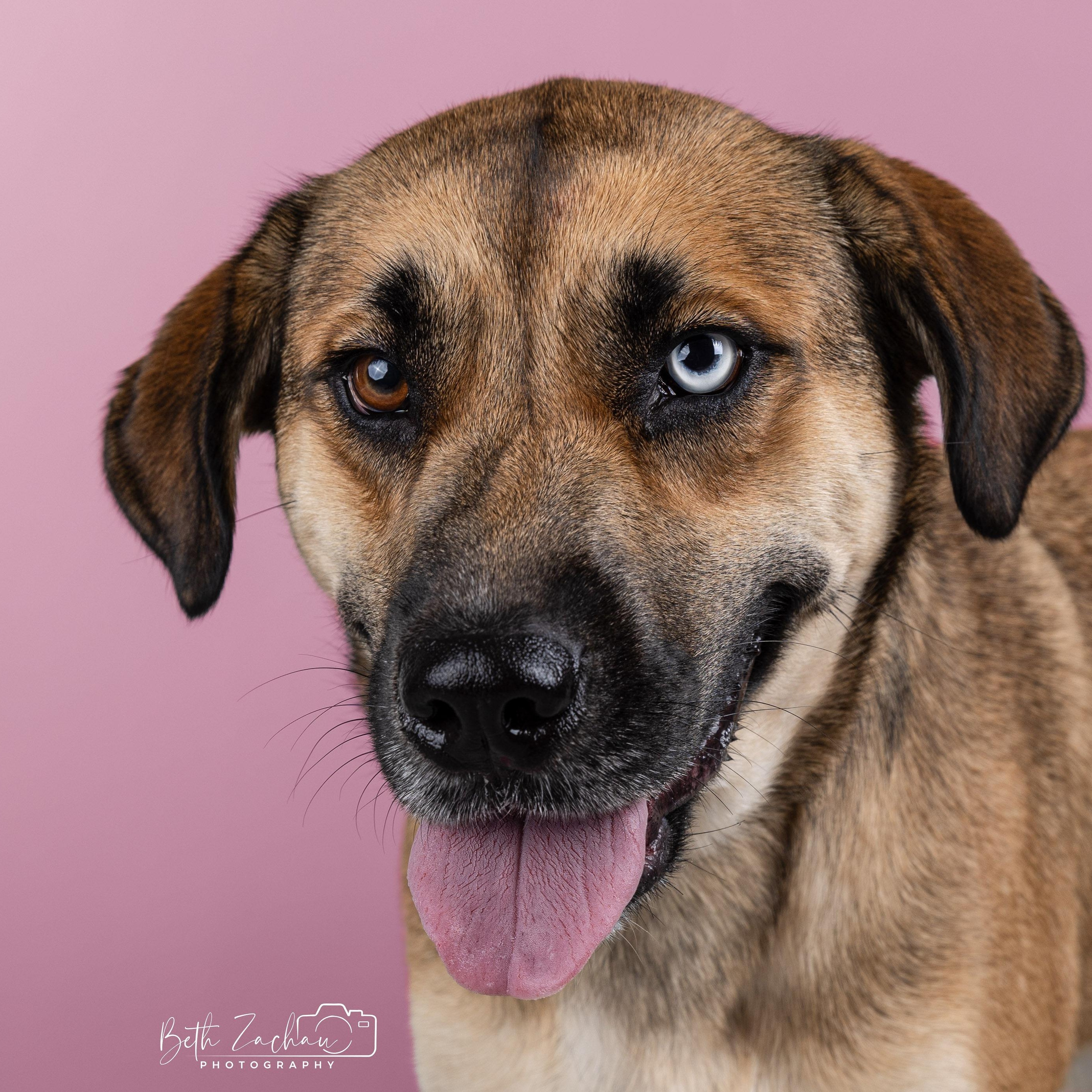 Azula, a Adoptable mixed breed in Portland, OR image 2/6