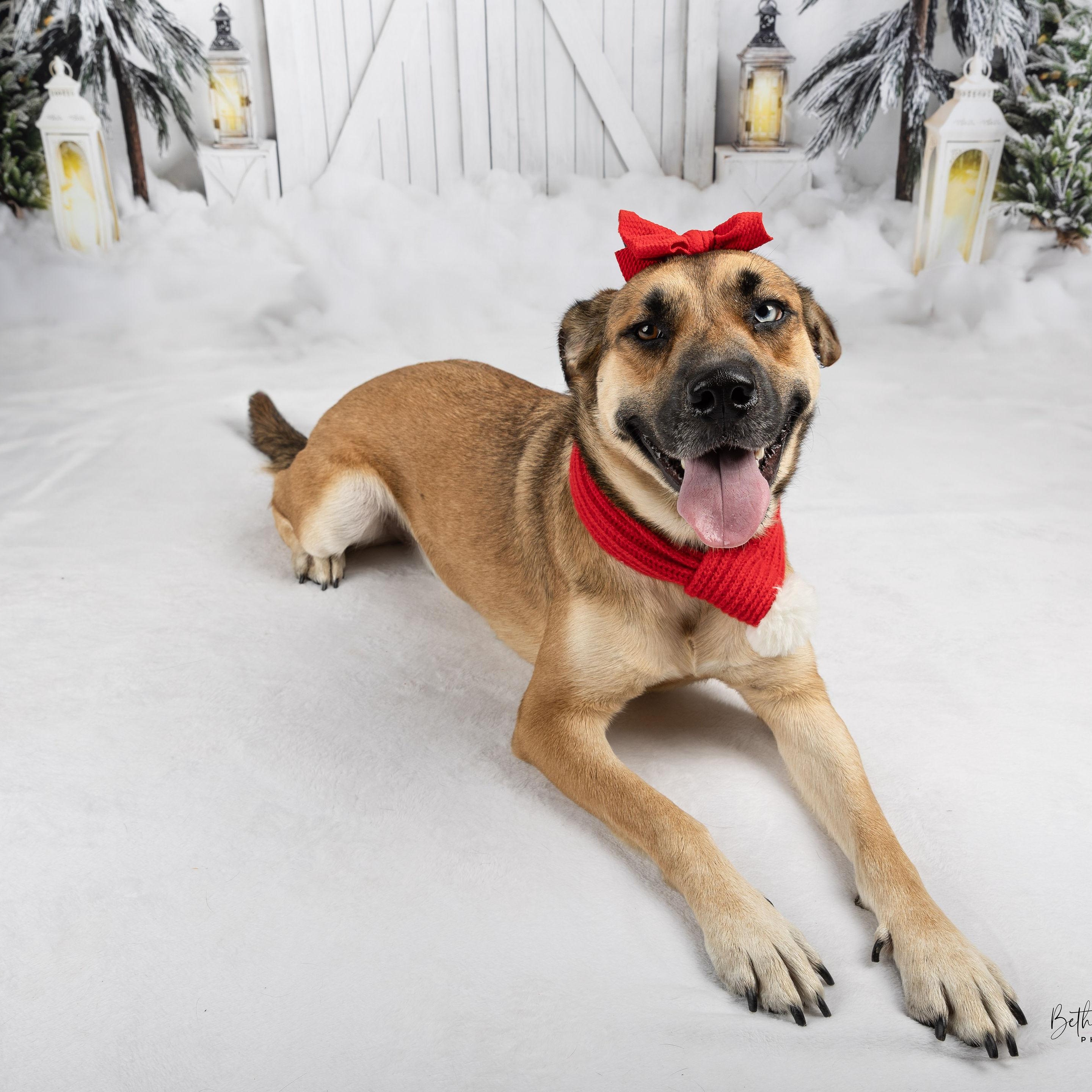 Azula, a Adoptable mixed breed in Portland, OR image 6/6