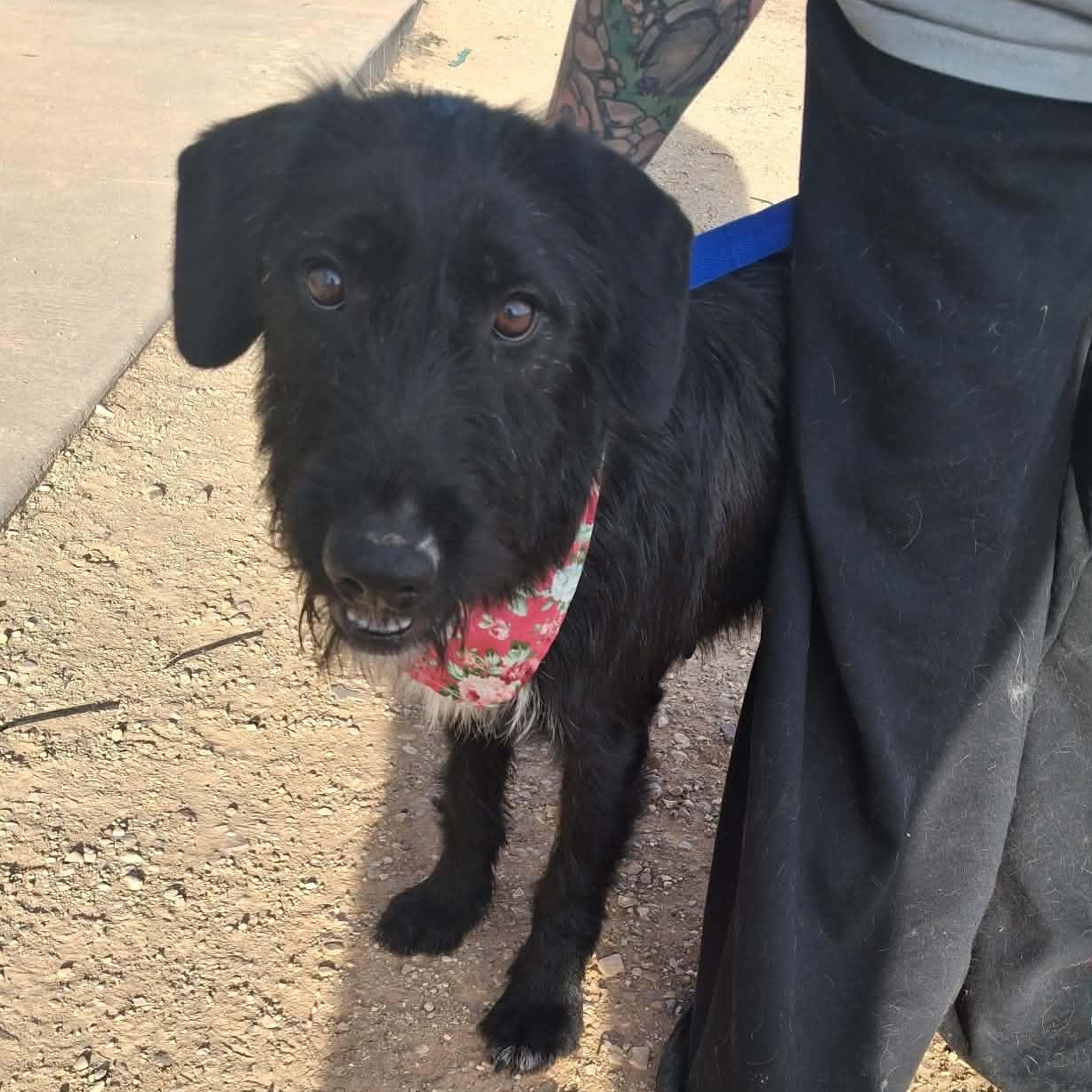 Enlarge Twitter, a ADOPTABLE Mixed Breed in Roosevelt, UT image 3/4