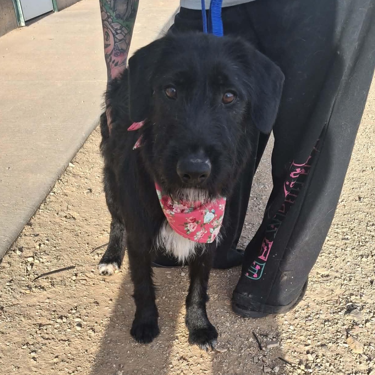 Enlarge Twitter, a ADOPTABLE Mixed Breed in Roosevelt, UT image 4/4