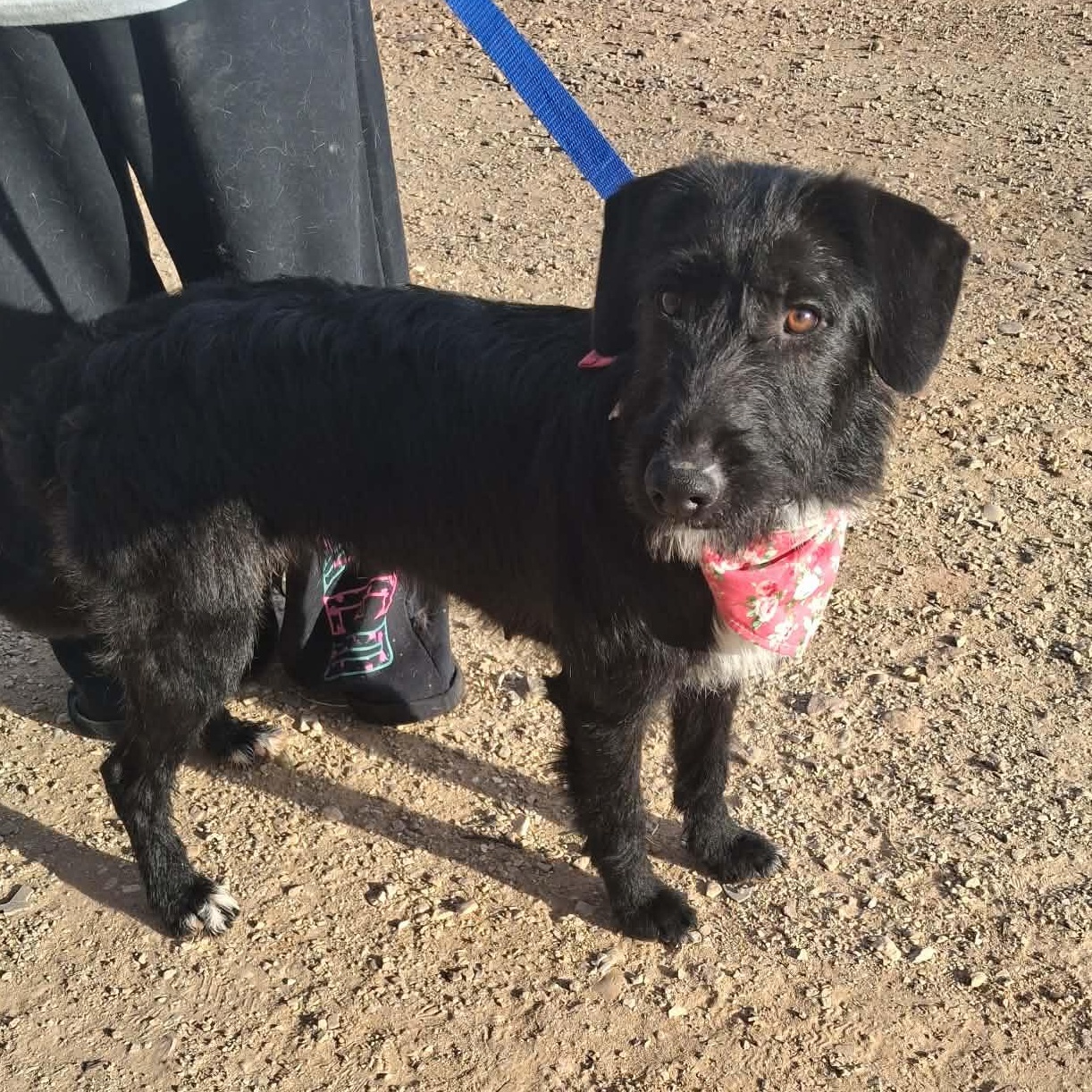 Enlarge Twitter, a ADOPTABLE Mixed Breed in Roosevelt, UT image 1/4
