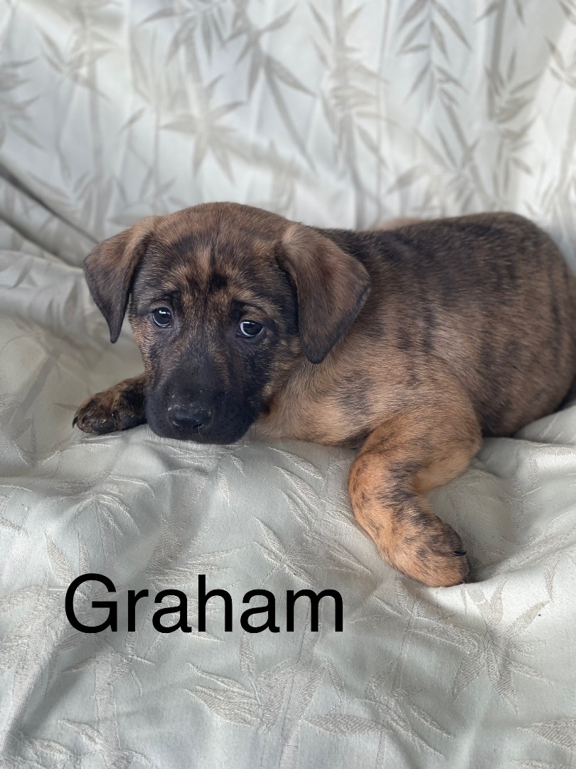 Graham, Adopted, Puppy Male Boxer & Labrador Retriever.