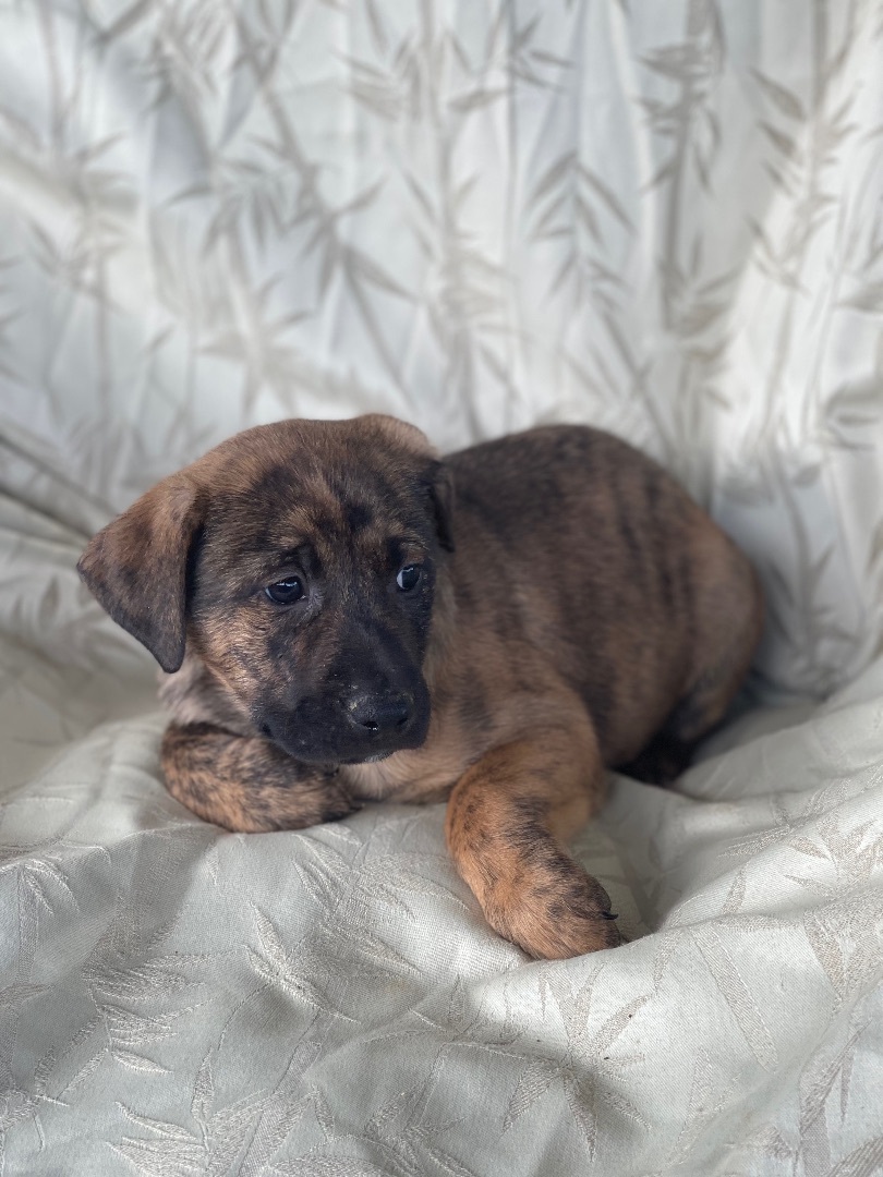 Graham, a Adopted mixed breed in Elizabeth, WV image 2/5