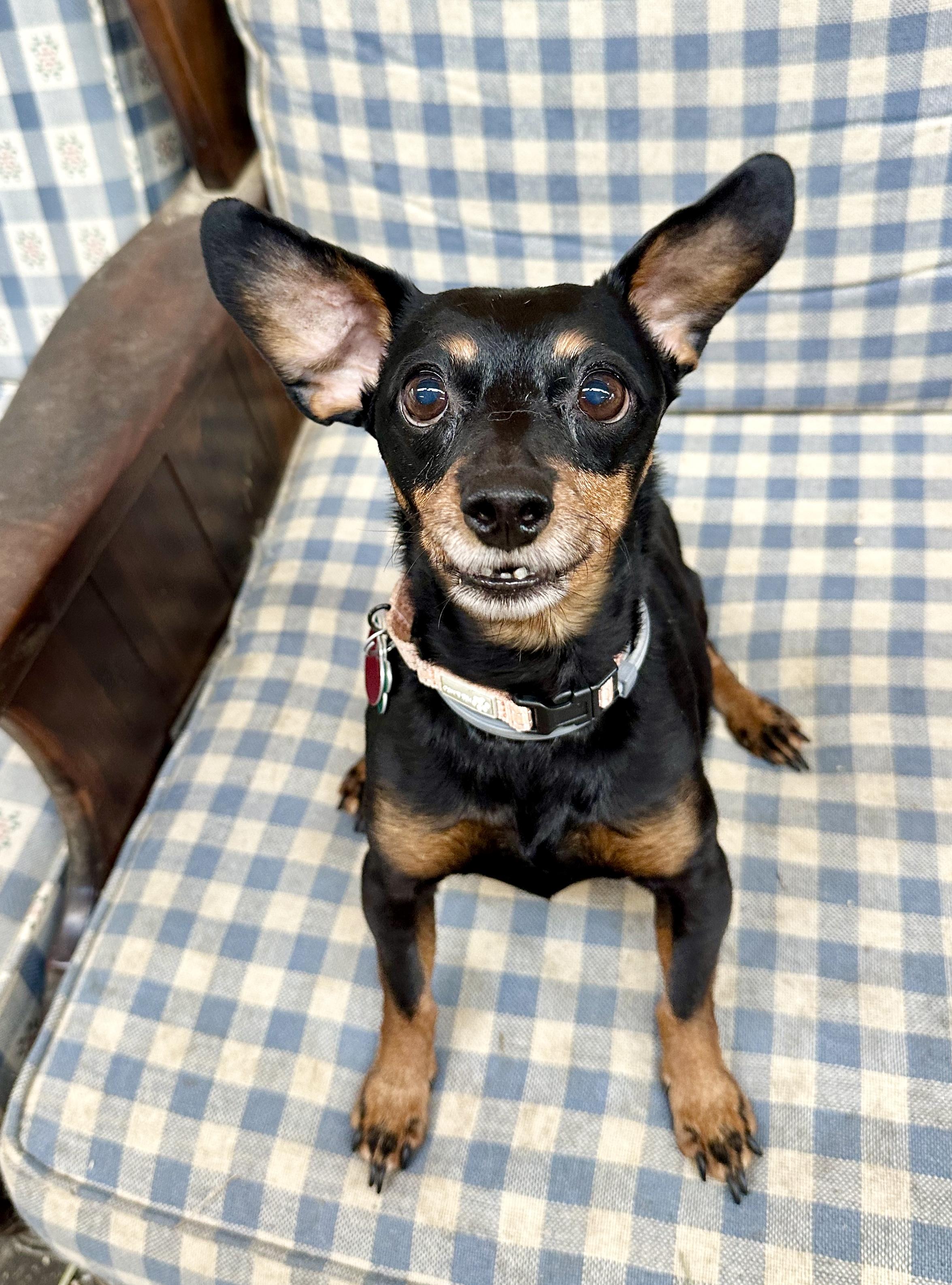 Pixie, Adoptable, Senior Female Dachshund.