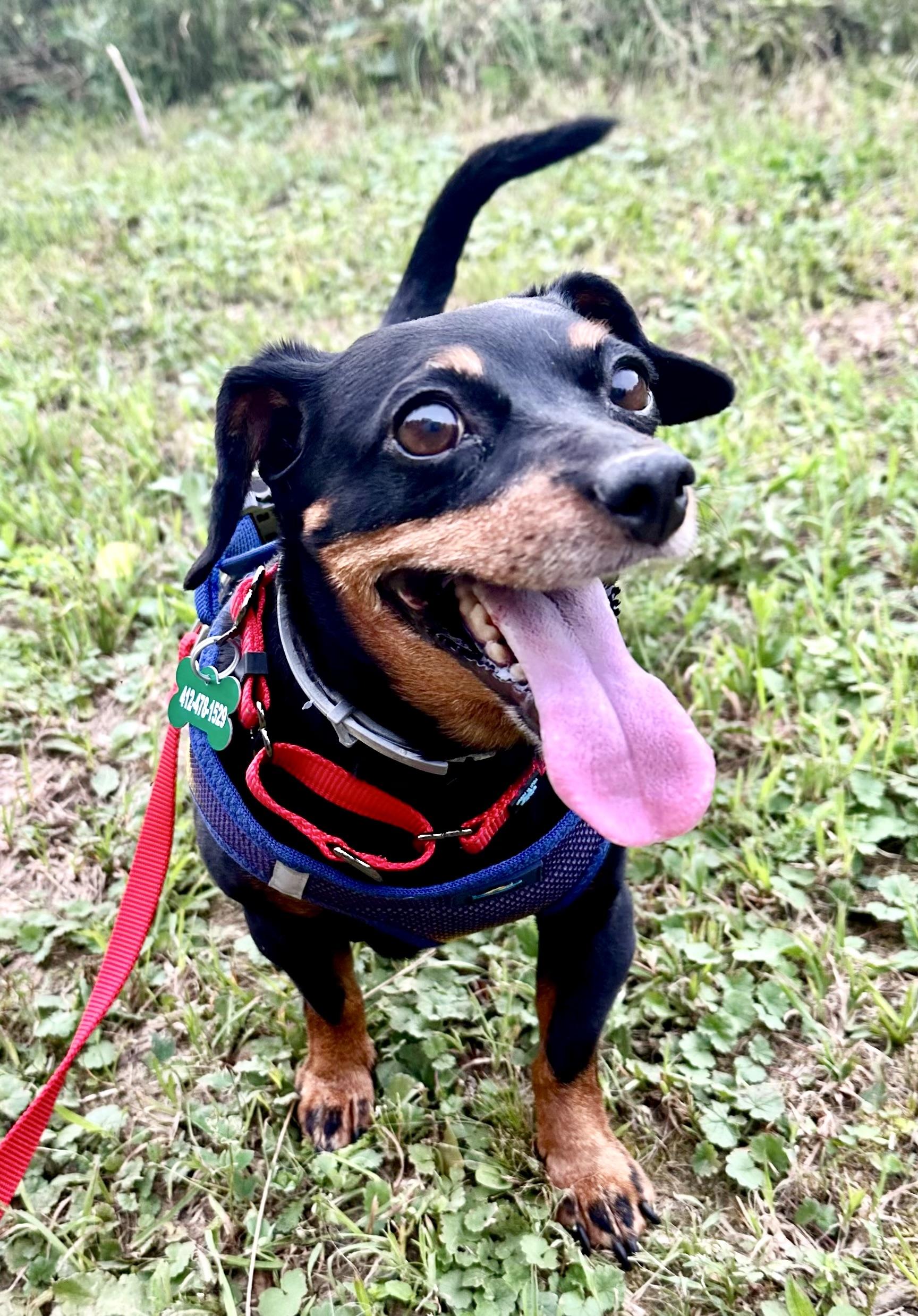 Pixie, a Adoptable mixed breed in Bradfordwoods, PA image 2/5