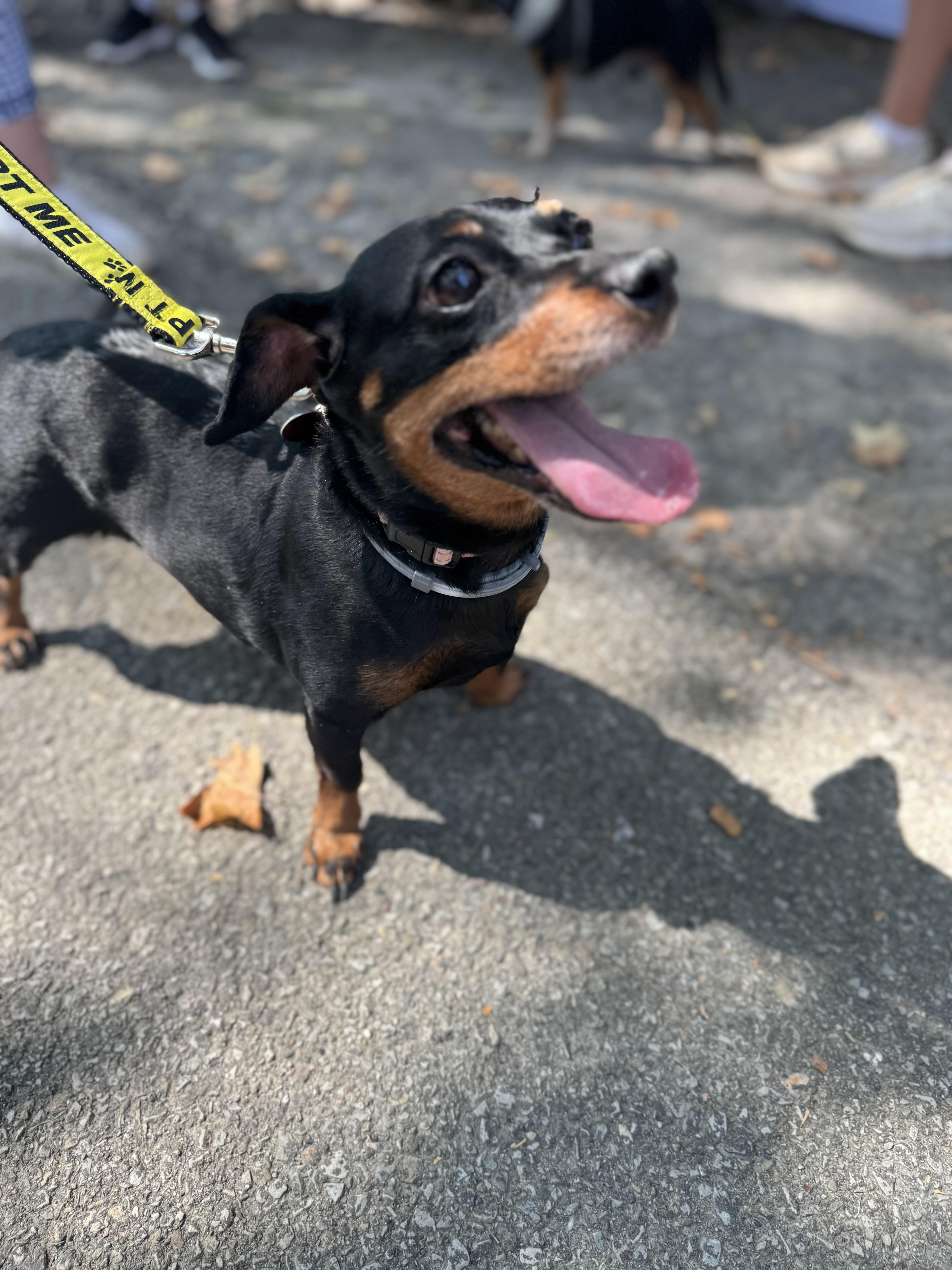 Pixie, a Adoptable mixed breed in Bradfordwoods, PA image 3/5