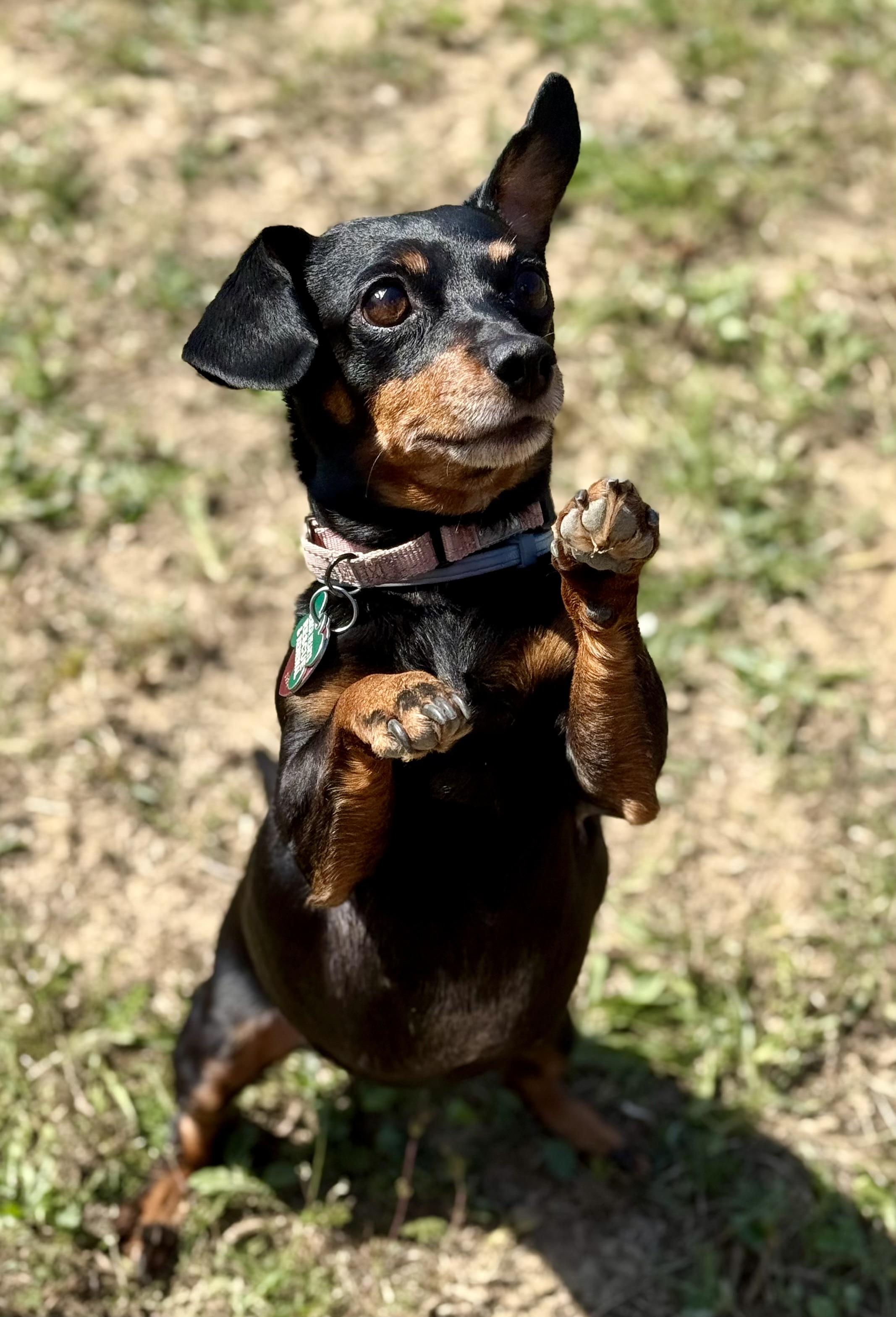 Pixie, a Adoptable mixed breed in Bradfordwoods, PA image 4/5