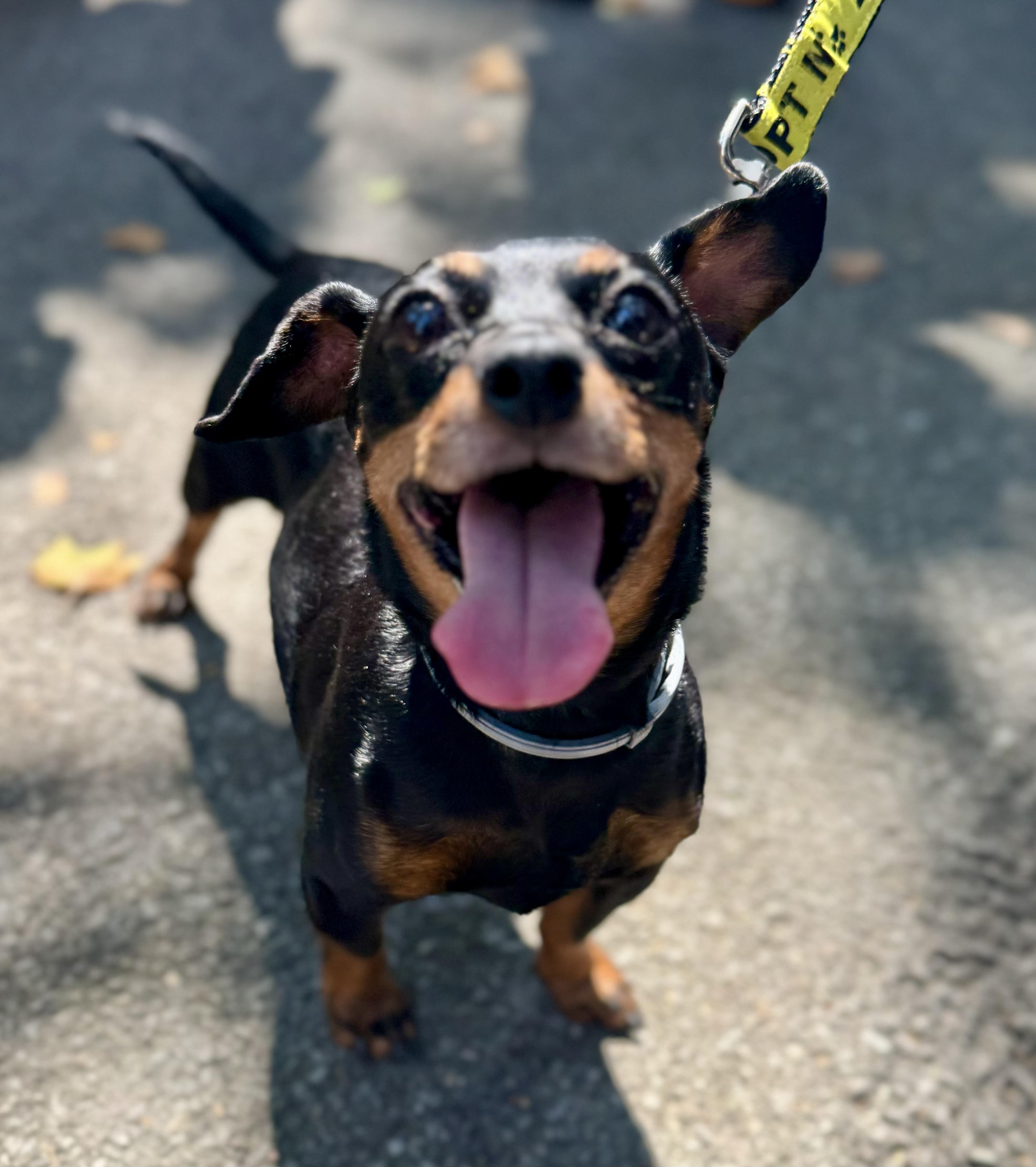 Pixie, a Adoptable mixed breed in Bradfordwoods, PA image 5/5