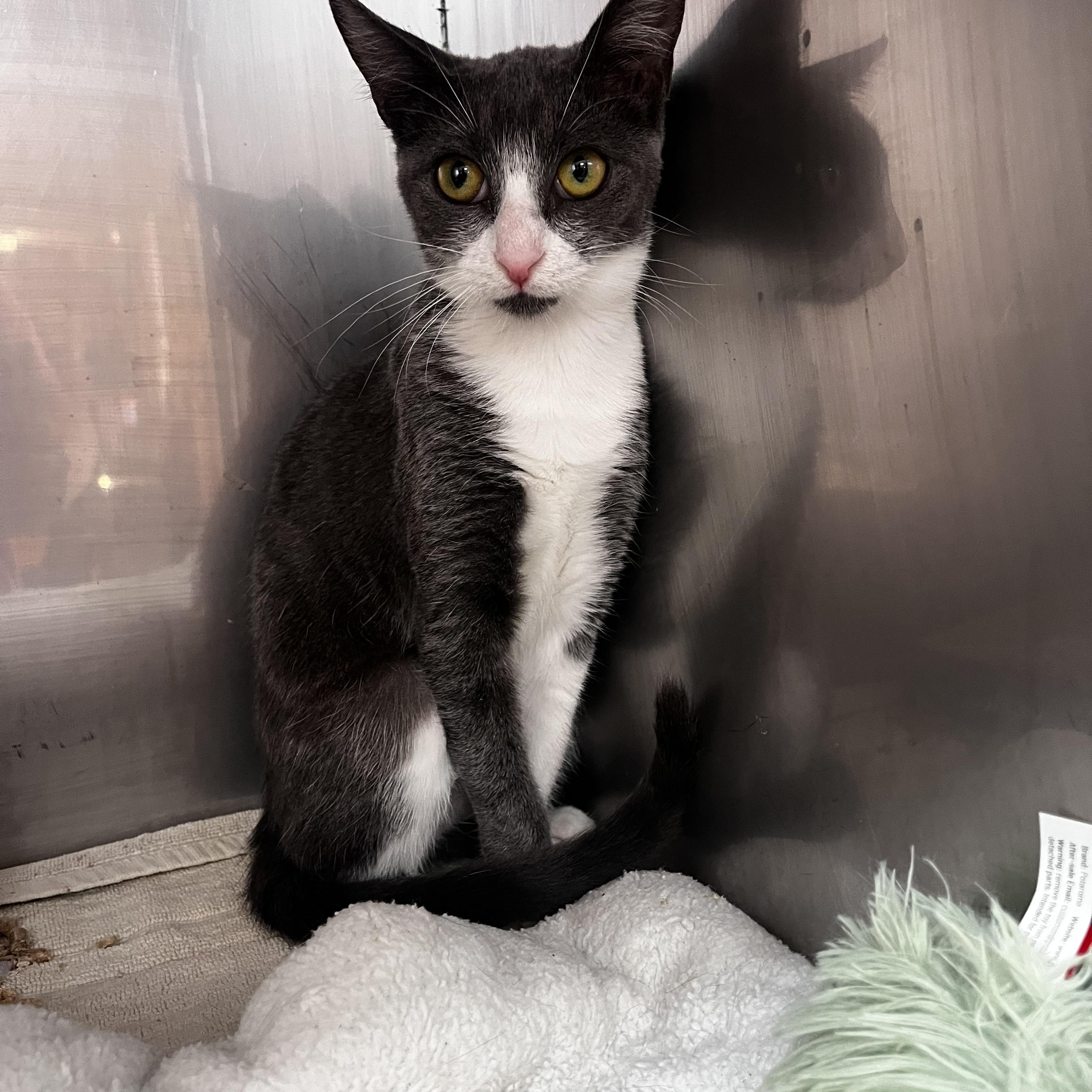 Enlarge Raccoon, a Adoptable Domestic Short Hair in Mobile, AL image 1/1