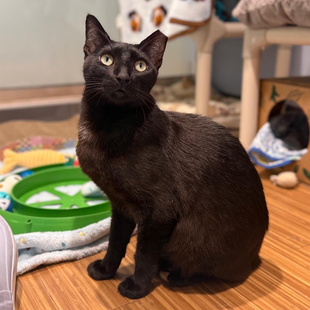 Enlarge Elwood, a Adoptable Domestic Short Hair in Sarasota, FL image 1/6
