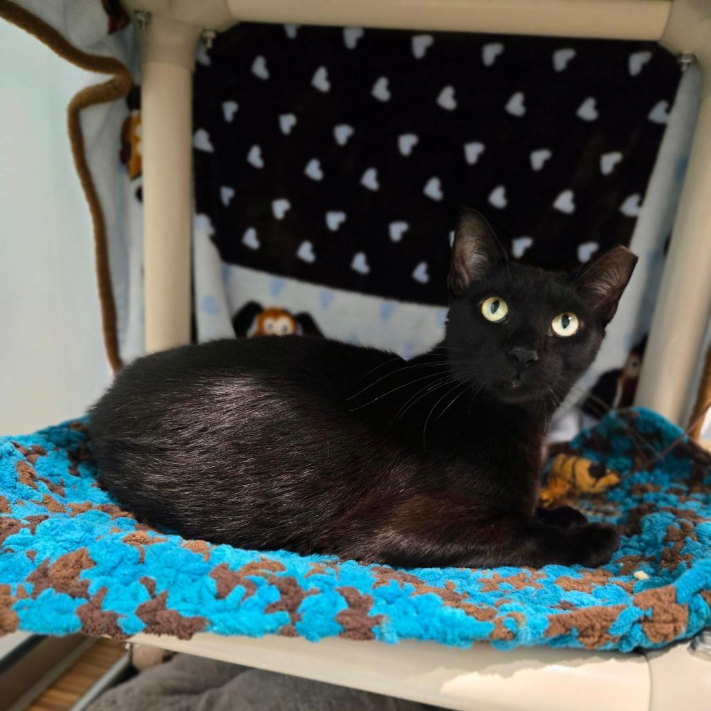 Enlarge Elwood, a Adoptable Domestic Short Hair in Sarasota, FL image 2/6