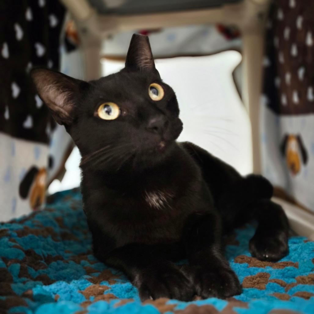 Enlarge Elwood, a Adoptable Domestic Short Hair in Sarasota, FL image 3/6