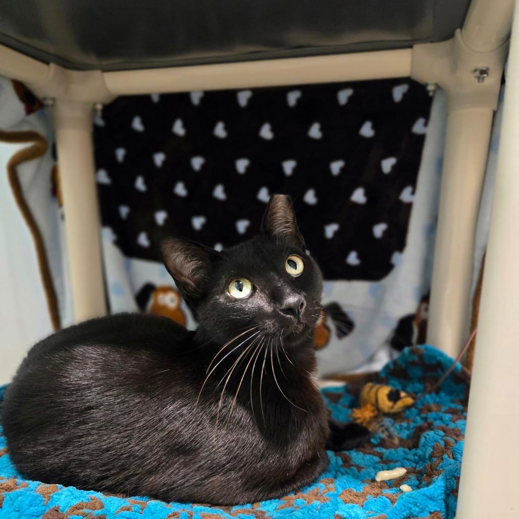 Enlarge Elwood, a Adoptable Domestic Short Hair in Sarasota, FL image 4/6