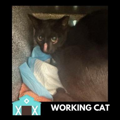 Bull Shark, Adoptable, Adult Male Domestic Short Hair.