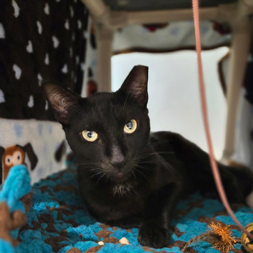 Enlarge Elwood, a Adoptable Domestic Short Hair in Sarasota, FL image 5/6
