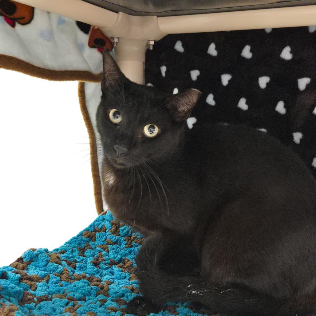 Enlarge Elwood, a Adoptable Domestic Short Hair in Sarasota, FL image 6/6