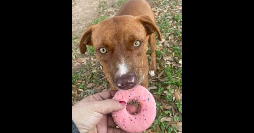 Dog for adoption Bunny, an English Pointer Mix in BRULE, NE Petfinder