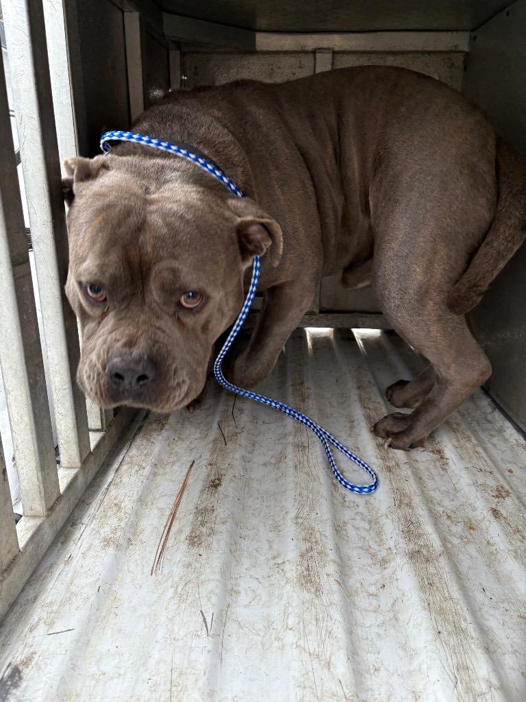 Enlarge Grey, a Adopted American Bully in Effingham, SC image 1/1
