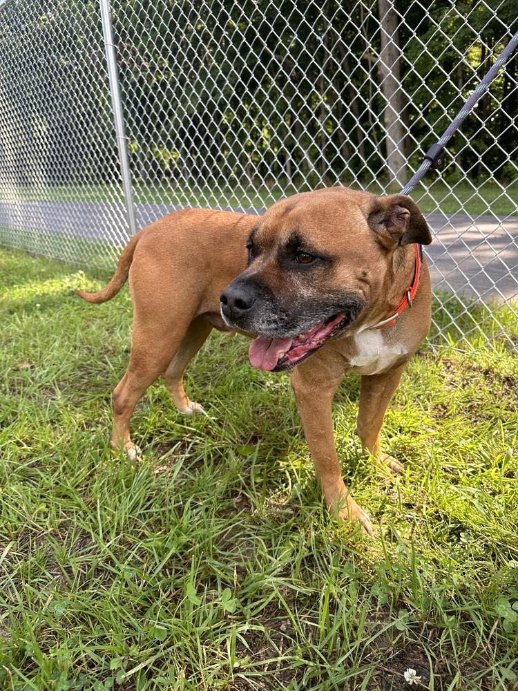 Butch, Adopted, Senior Male Boxer.