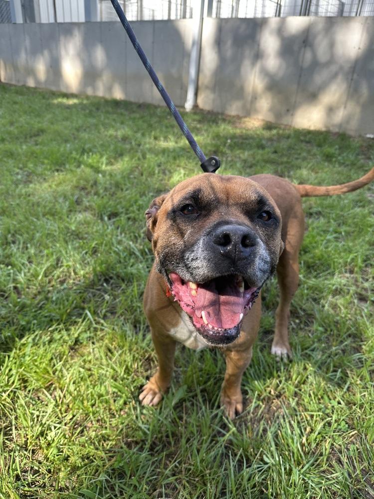 Butch, a Adopted mixed breed in Hillsboro, OH image 2/3