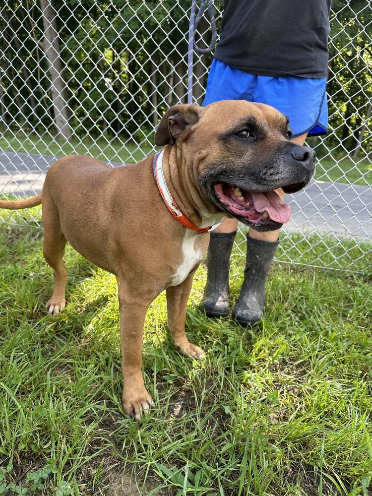 Butch, a Adopted mixed breed in Hillsboro, OH image 3/3