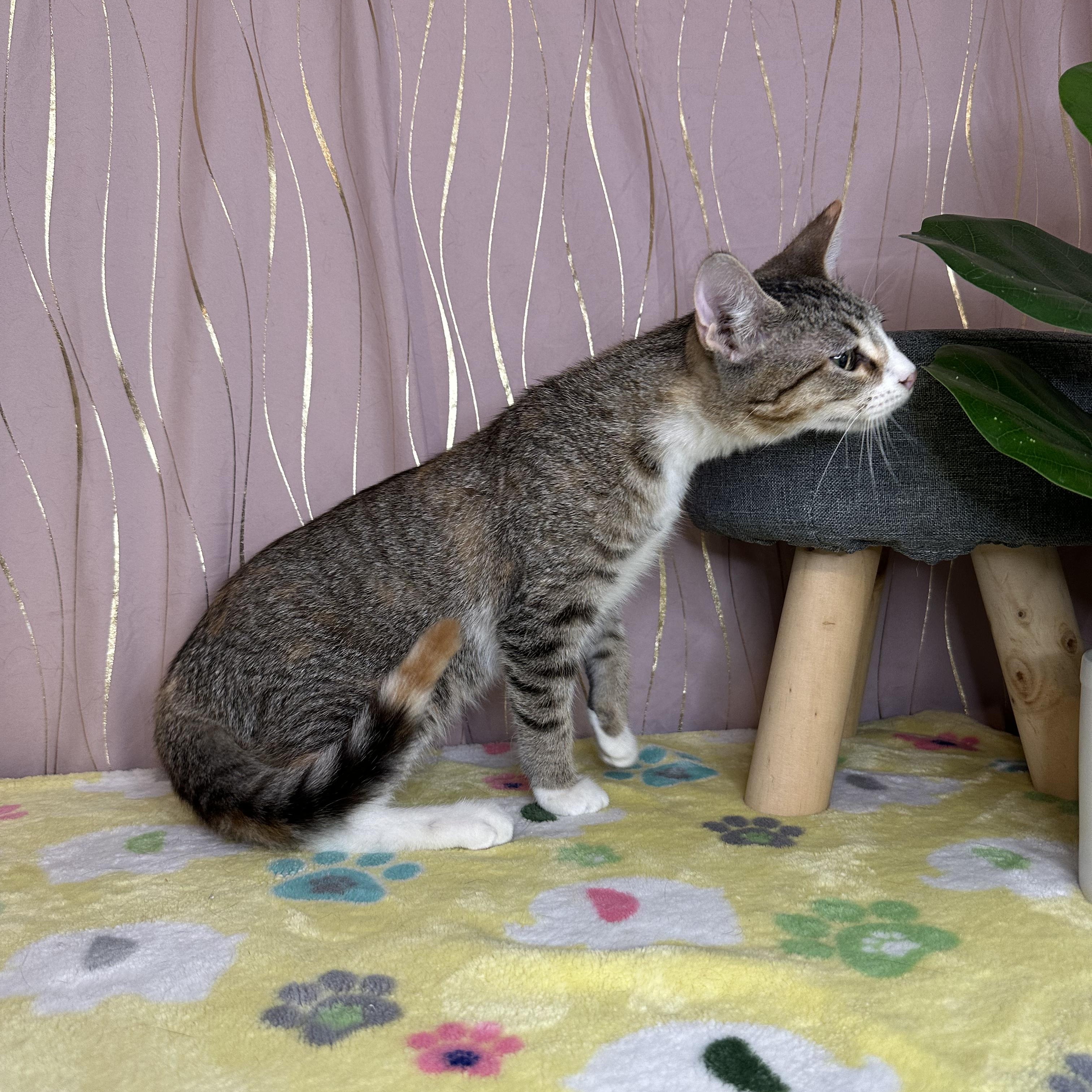 Pipkin — thumbnail 2