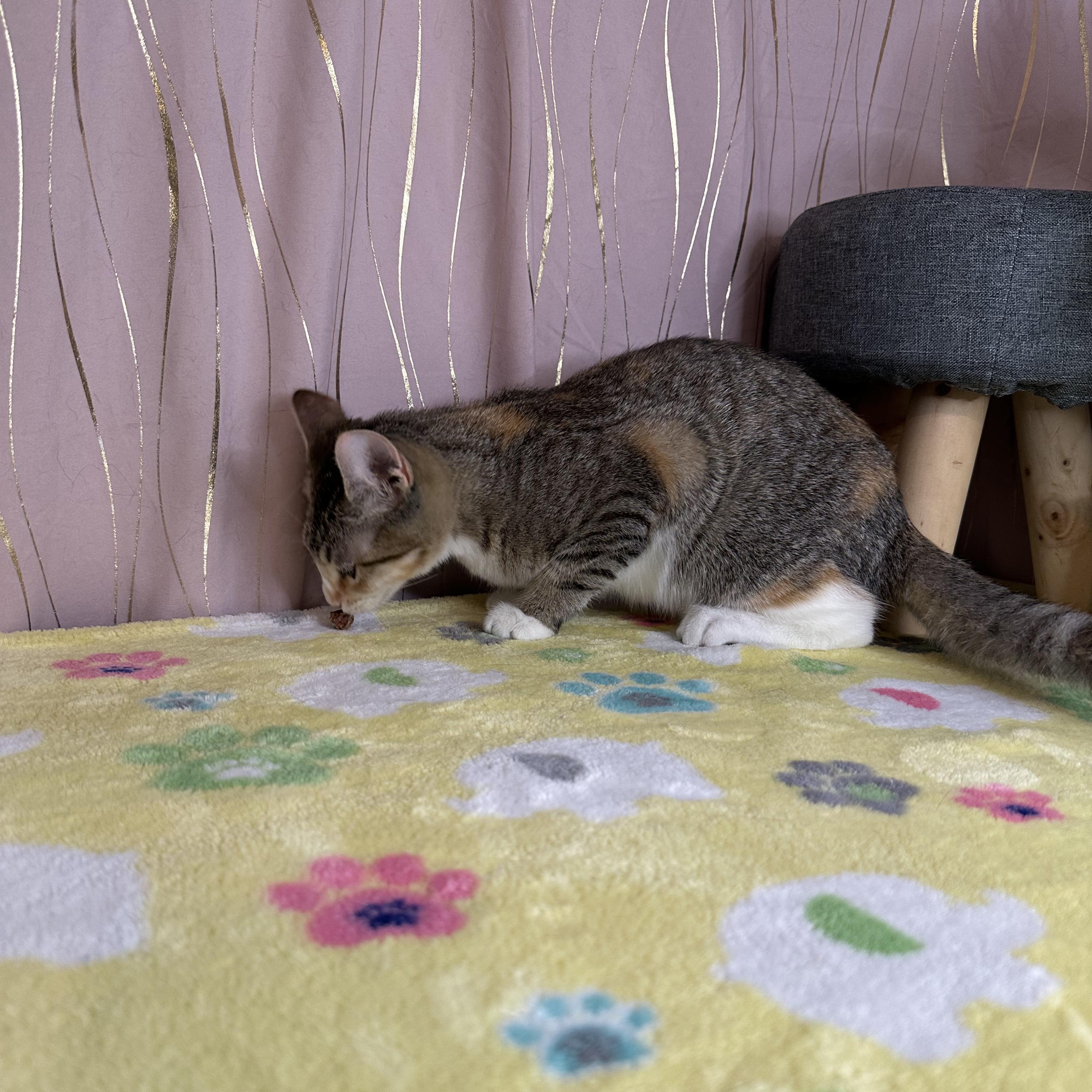 Pipkin — thumbnail 4