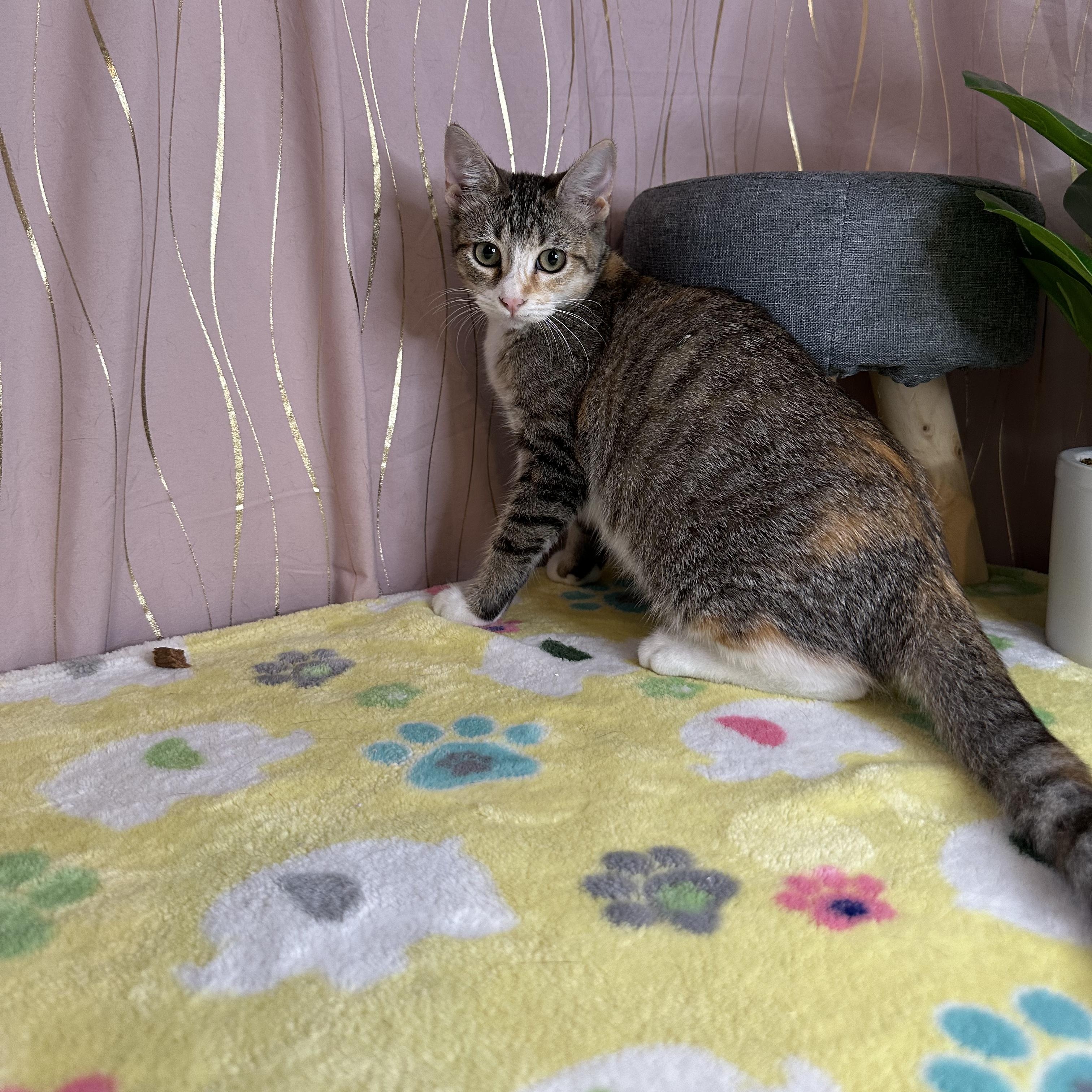 Pipkin — thumbnail 6