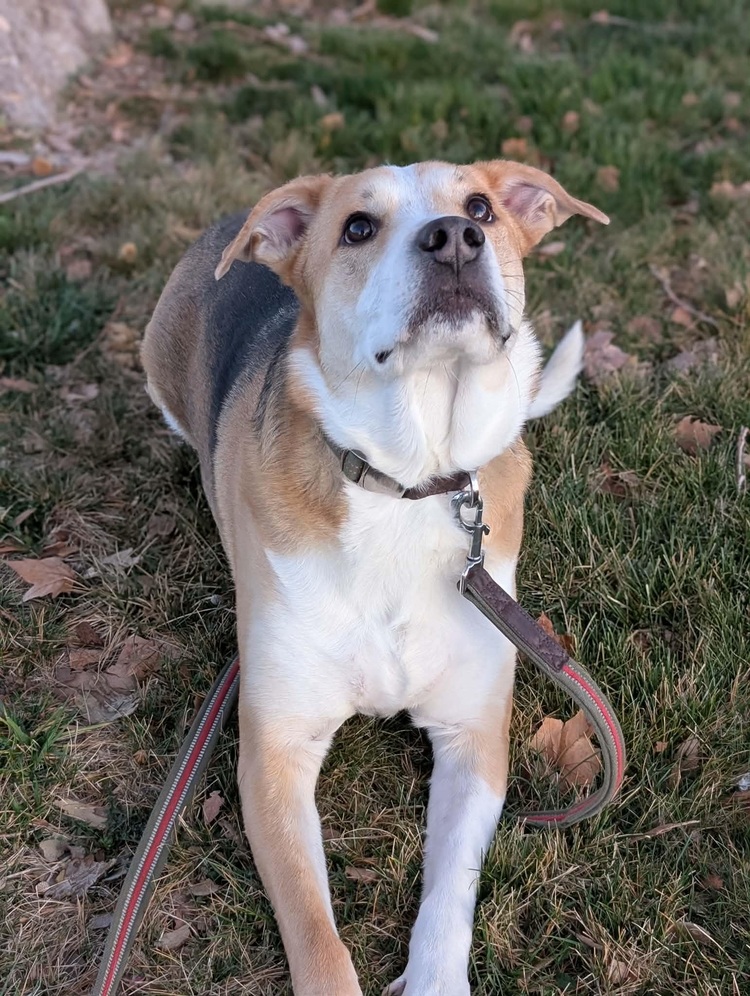 Enlarge Ozzy, a Adoptable mixed breed in Portland, OR image 1/6