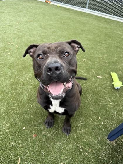 Enlarge Meatball, a Adoptable mixed breed in Lafayette, IN image 1/2