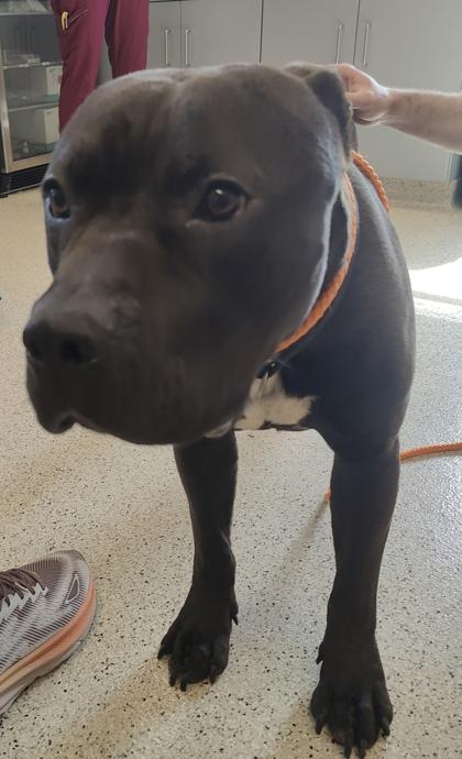 Enlarge Meatball, a Adoptable mixed breed in Lafayette, IN image 2/2