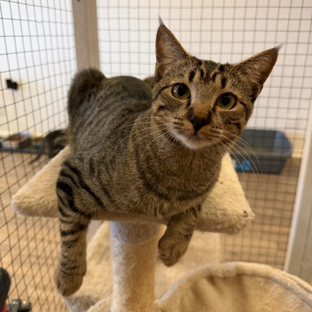 Sand, Adoptable, Young Female Domestic Short Hair.