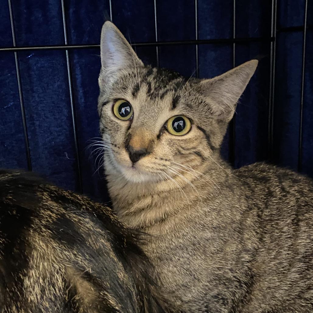 Sand, Adoptable, Young Female Domestic Short Hair.