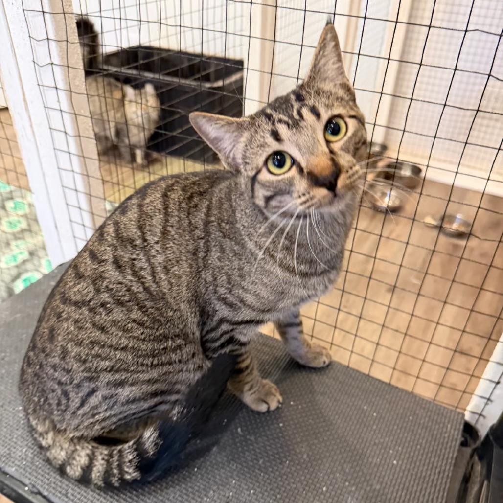 Enlarge Sand, a Adoptable Domestic Short Hair in Leander, TX image 3/6