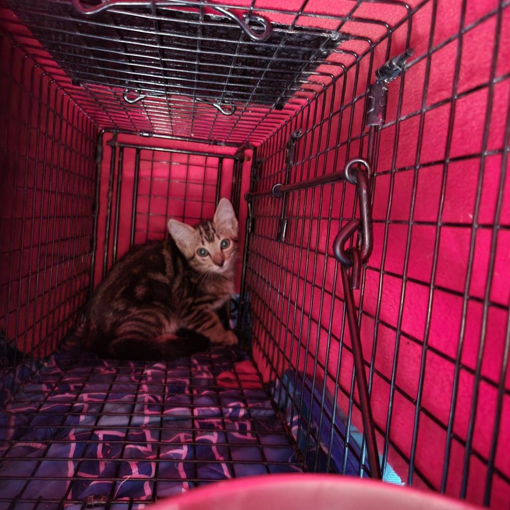 Enlarge Sand, a Adoptable Domestic Short Hair in Leander, TX image 2/4