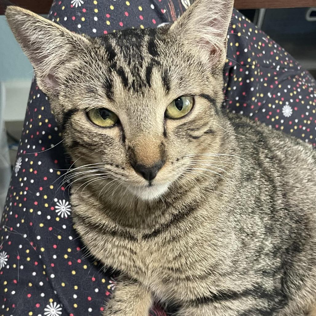 Enlarge Sand, a Adoptable Domestic Short Hair in Leander, TX image 3/4