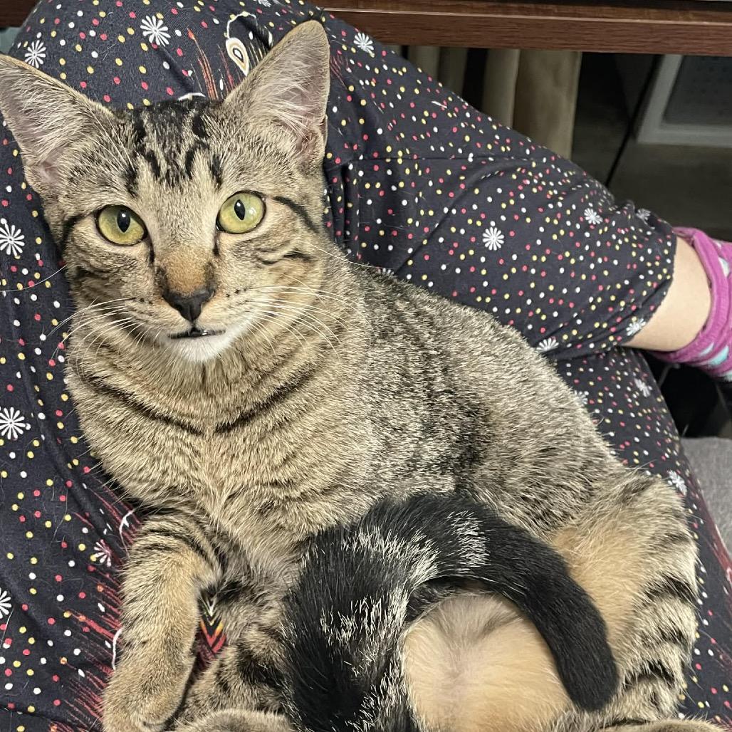 Enlarge Sand, a Adoptable Domestic Short Hair in Leander, TX image 4/4