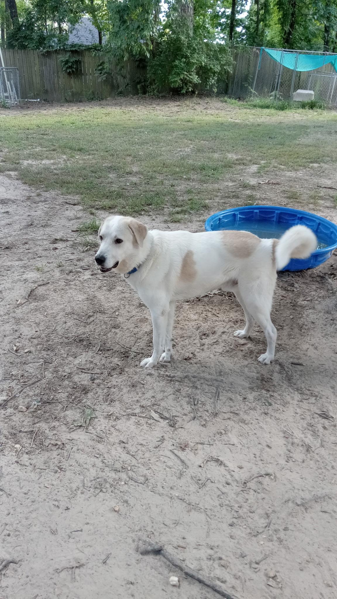Zac, a ADOPTABLE mixed breed in bauxite, AR image 3/4