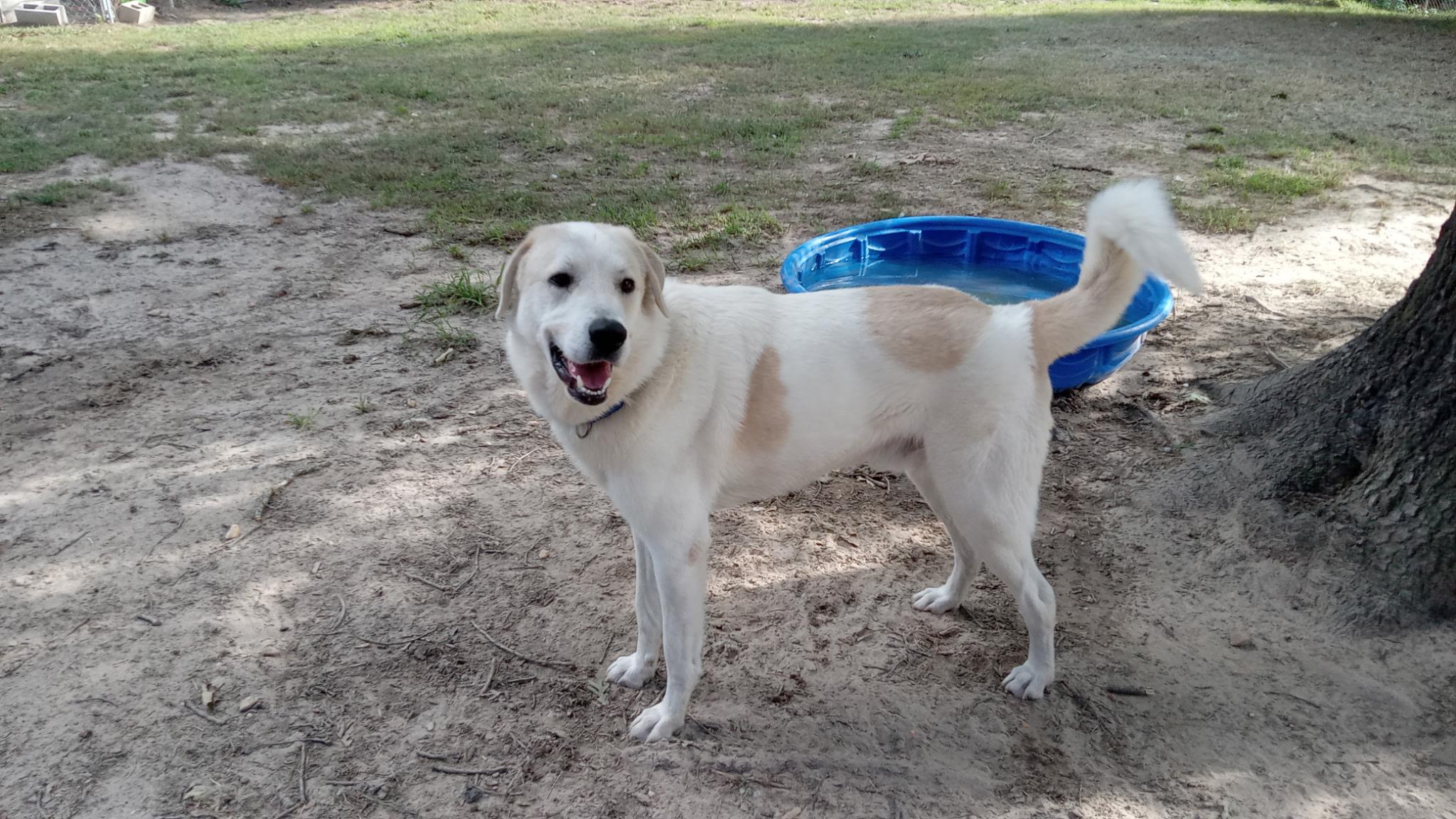 Zac, a ADOPTABLE mixed breed in bauxite, AR image 2/4