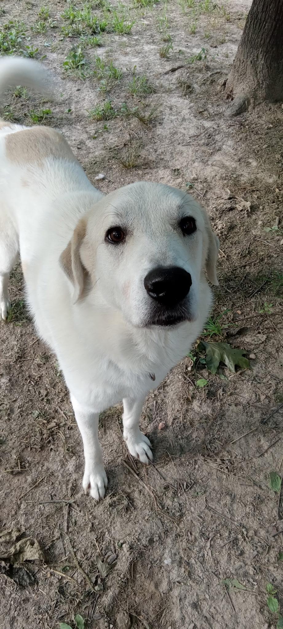 Zac, ADOPTABLE, Young Male Great Pyrenees & Anatolian Shepherd.