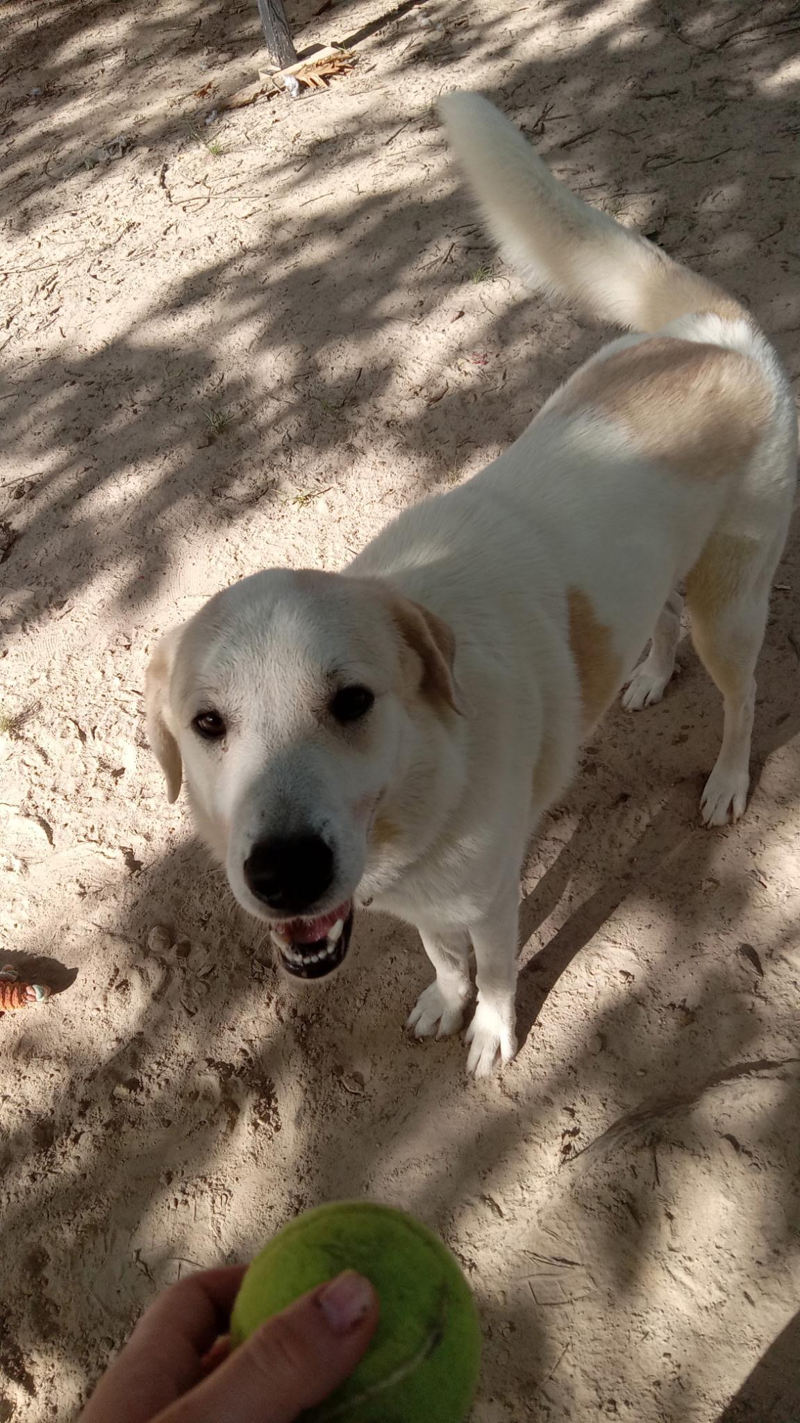 Zac, a ADOPTABLE mixed breed in bauxite, AR image 4/4