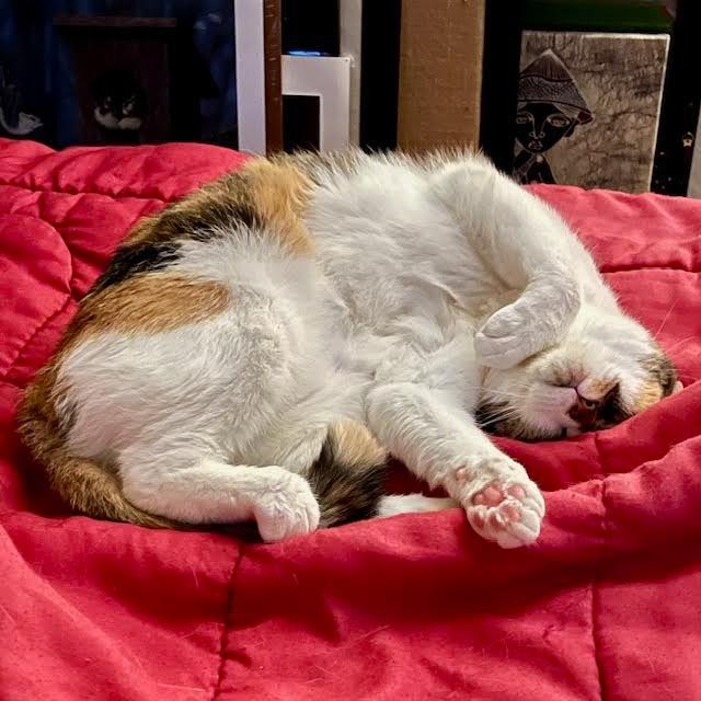Lucky Charms, a Adoptable Domestic Short Hair in South Elgin, IL image 1/6