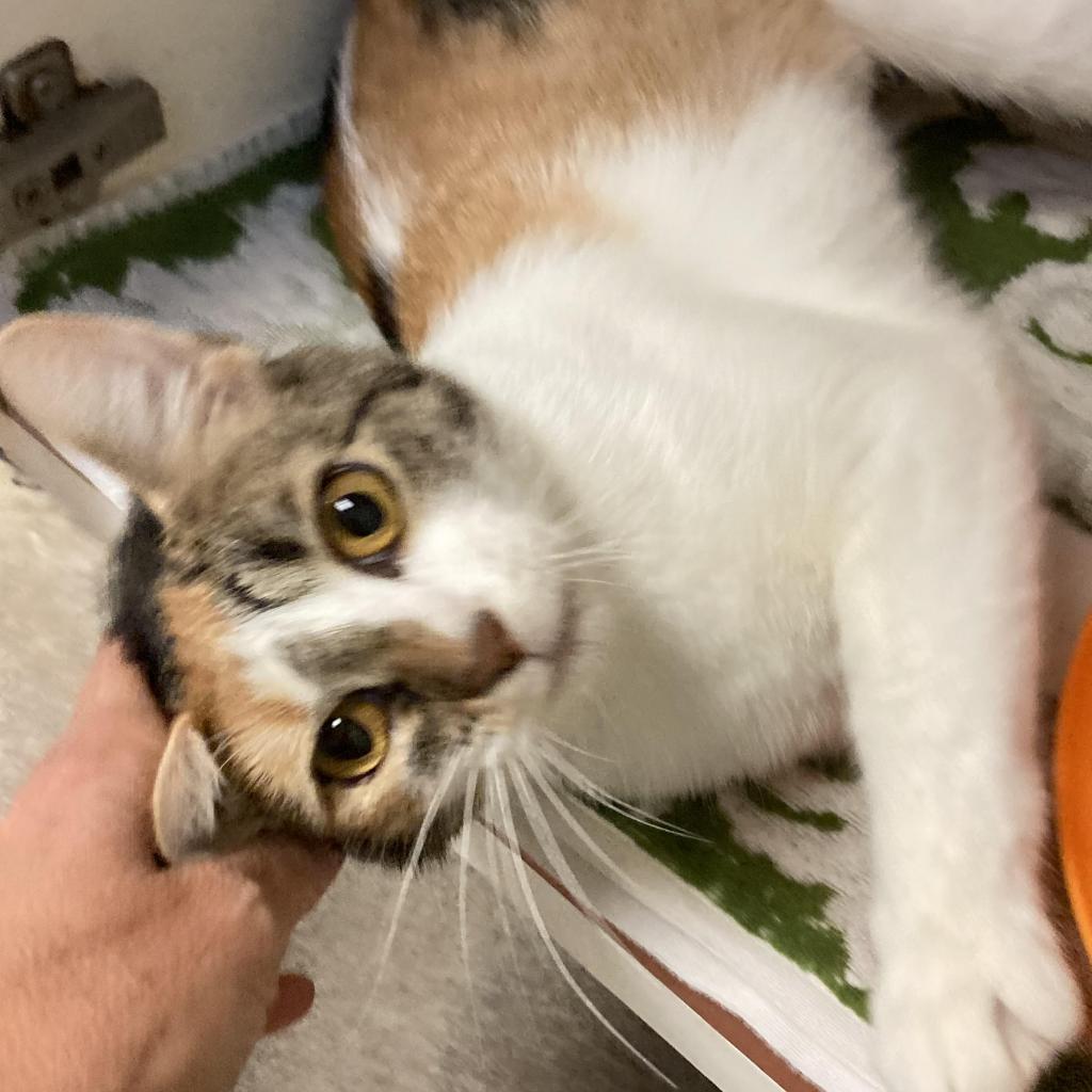 Lucky Charms, a Adoptable Domestic Short Hair in South Elgin, IL image 2/6