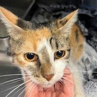 Lucky Charms, a Adoptable Domestic Short Hair in South Elgin, IL image 3/6