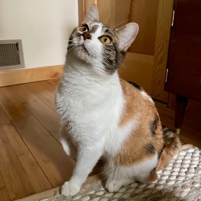Lucky Charms, a Adoptable Domestic Short Hair in South Elgin, IL image 5/6